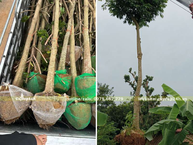 Di chuyển cây Sấu trên xe xuống vị trí trồng