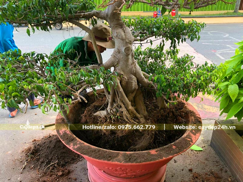 Trồng cây bị úng nước sang chậu mới