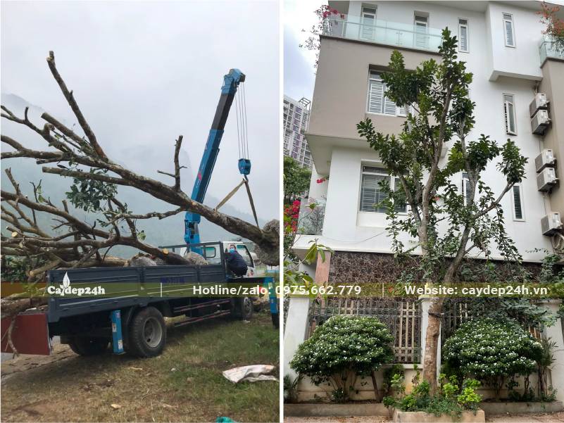 Cây Bưởi chiều cao và đường kính lớn phải dùng cần cẩu để nâng lên, hạ xuống
