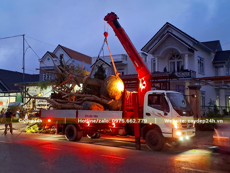 Trồng cây phượng tím trước cổng biệt thự