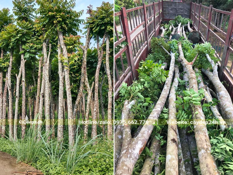 Xếp những cây Lát Hoa công trình đường kính thân 15 - 18cm lên thùng xe kéo