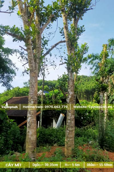 Tỉa hết tay cành cây Mít đại thụ đường kính thân 30cm