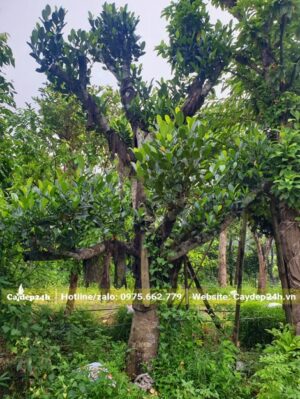 Cây Mít đã dâm ủ 2 năm, tay cành ra lá mới đẹp