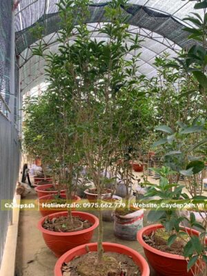 Cây trồng sẵn trong bâif được chăm sóc tại nhà vườn có mái che