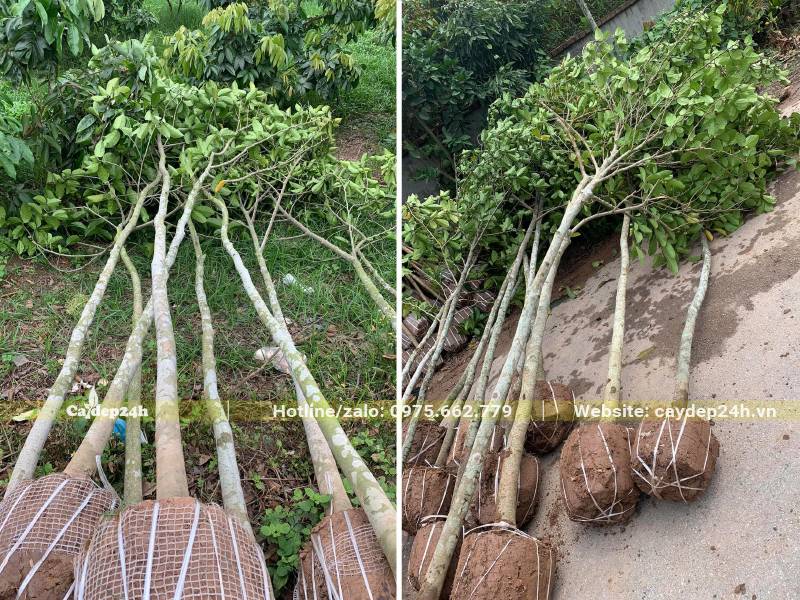 Cây Chay đánh thẳng đk gốc 8cm, cao 4m
