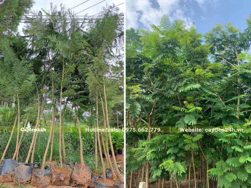 Hàng chục cây Phượng Tím đk gốc 4 - 5cm mới bứng bầu