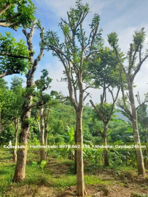 Vườn cây Bưởi công trình đã giâm ủ lâu năm, chiều cao khoảng 4 - 6m