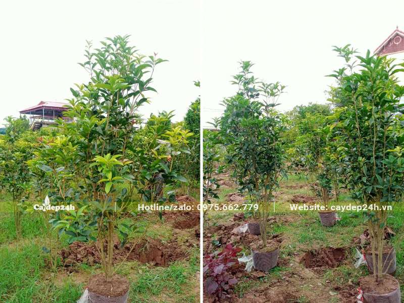 Bứng số lượng lớn cây hoa Mộc Hương trưởng thành, cao hơn 1m
