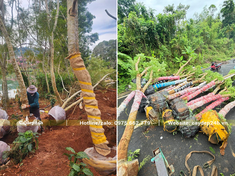 Bứng bầu thẳng cây phượng tím tại vườn ở Lâm Đồng