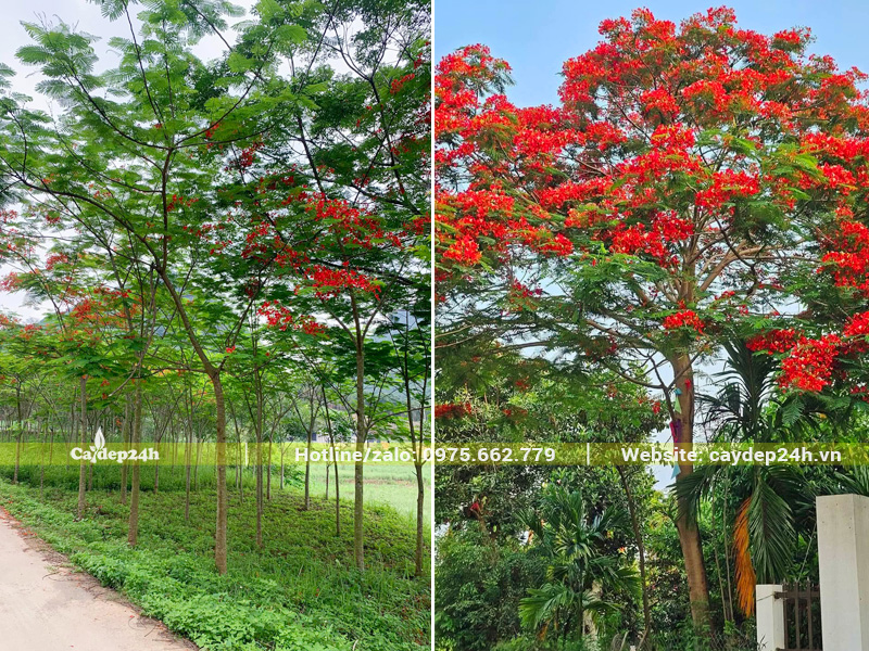 Vườn cây phượng vĩ công trình sẵn hoa đỏ rực