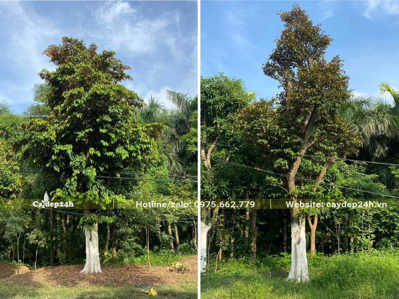 Hai cây Vú Sữa cổ thụ, đường kính gốc 30 - 35cm đã dâm ủ nhiều năm