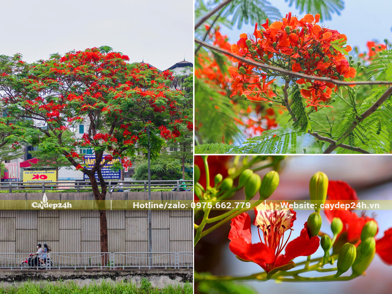 Hình dáng cánh hoa giống như đuôi chim phượng