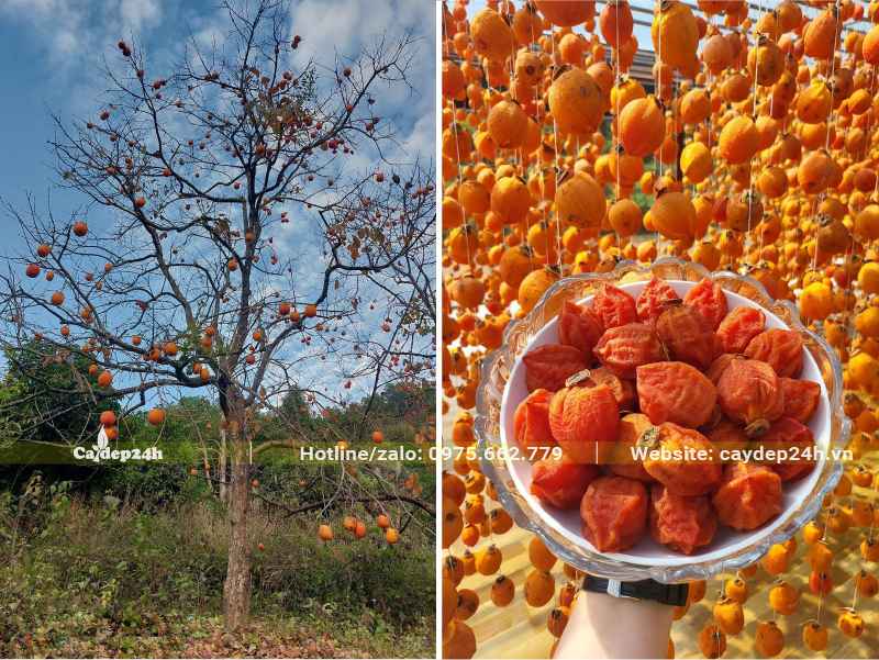 Quả hồng treo gió là món ăn vặt ngon, có tác dụng tốt cho sức khỏe