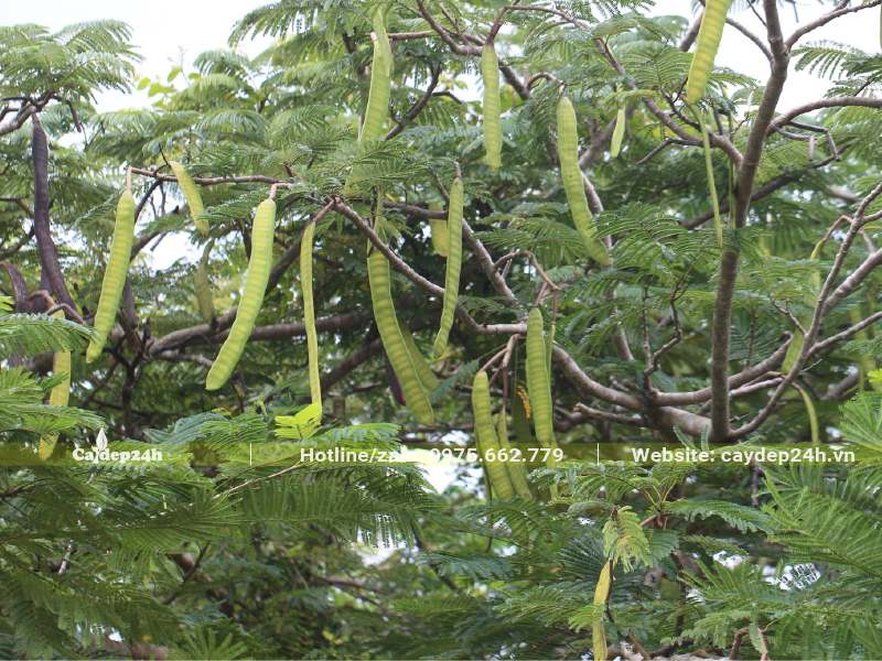 Mùa Thu quả Phượng sẽ bắt đầu già