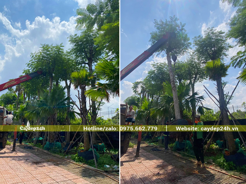 Bốc xếp cây phượng vĩ lên xe tại Đồng Nai