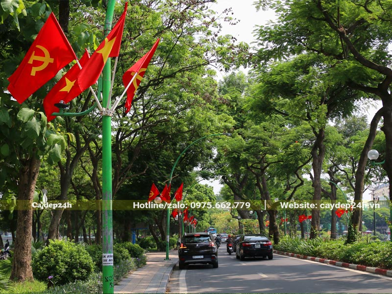 Cây công trình đường phố tỏa tán lá rộng che mát cho các cung đường