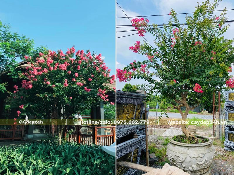 Cây Tường Vi trồng chậu hoặc trồng đất để trang trí sân vườn biệt thự