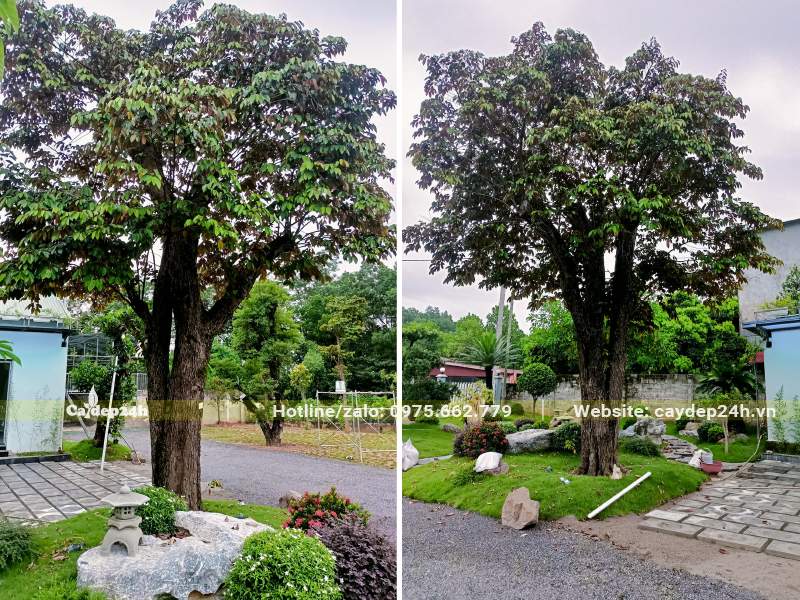 Trồng cây Vú Sữa trong sân nhà để lấy bóng mát
