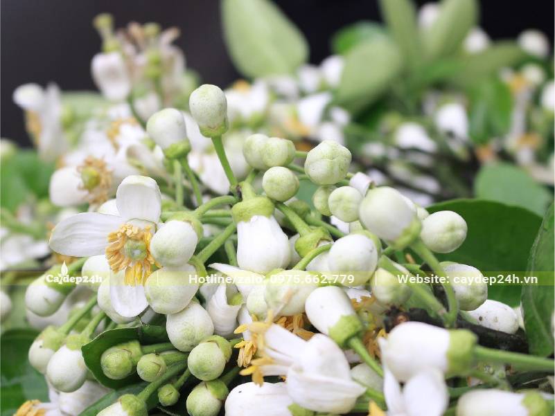 Những cành hoa Bưởi xinh đẹp dùng để trang trí, lấy tinh dầu thơm
