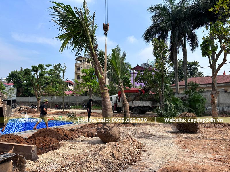 Thi công trồng cây Dừa công trình quanh hồ bơi của nhà hàng tại Hà Nội