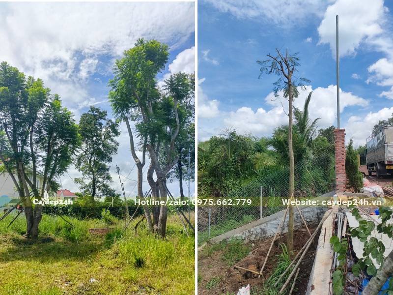 Thi công trồng cây Phượng Tím cho khuôn viên khu sinh thái