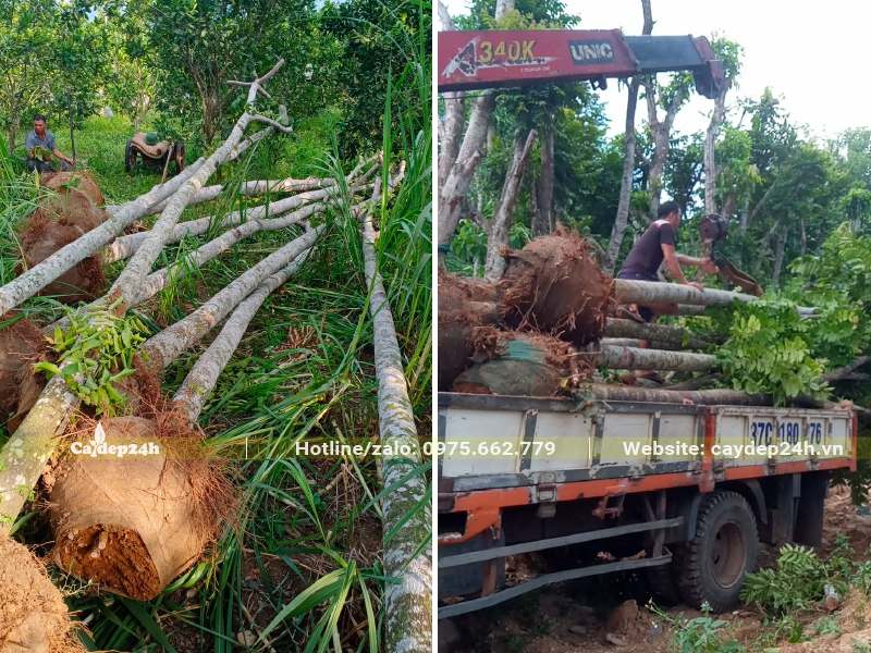 Dùng cần cẩu đưa cây bóng mát công trình lên xe tải