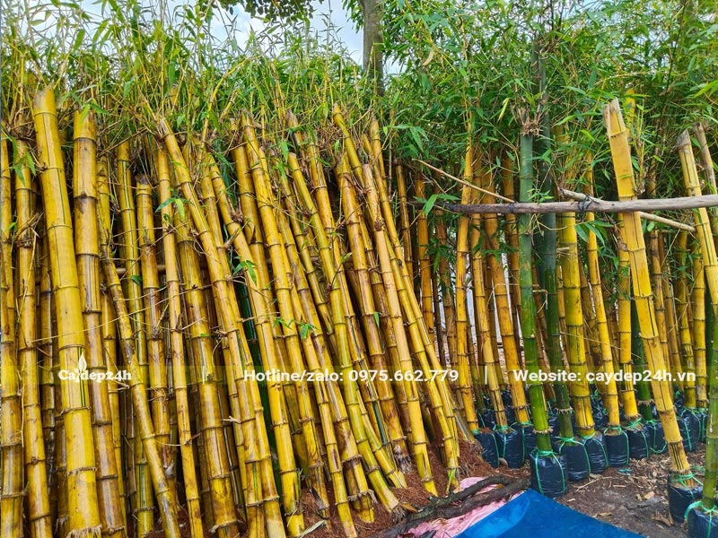 Vườn dưỡng ủ hàng nghìn cây tre vàng công trình