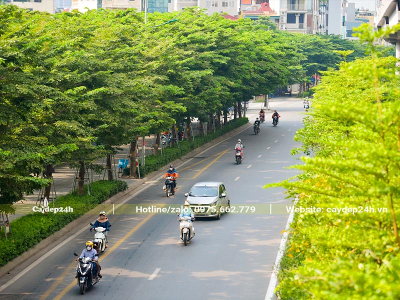 Hàng cây công trình lấy bóng mát trông ở dải phân cách và hai bên đường phố