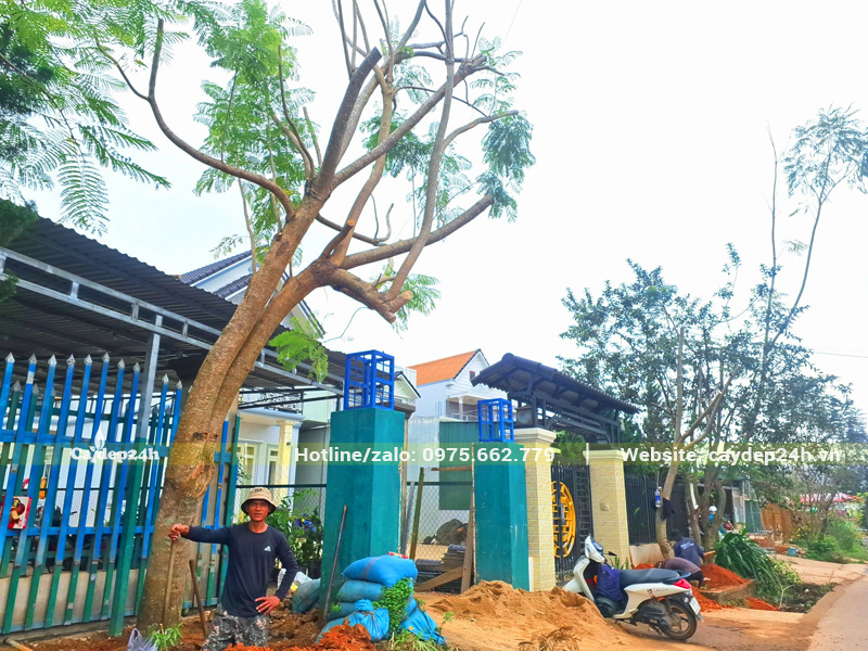 Công nhân dang thực hiện trồng cây phượng tím cổ thụ cho nhà dân