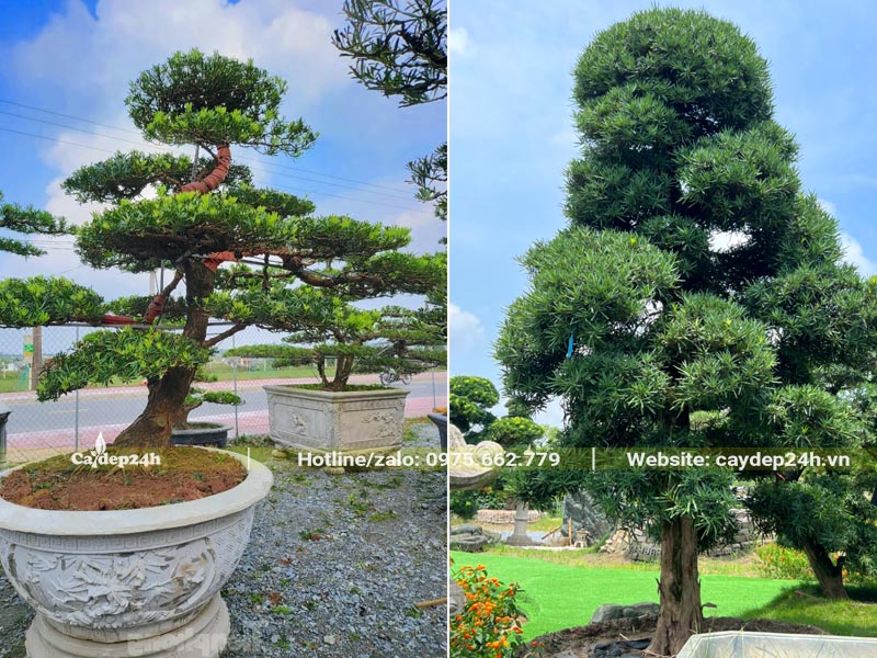 Tùng La Hán công trình bonsai, tầng tán được tỉa đẹp