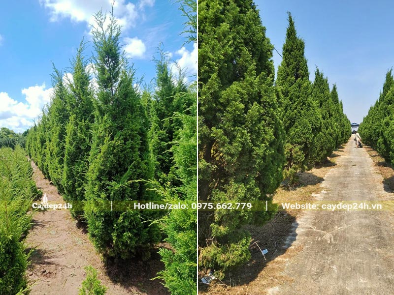 Vườn trồng số lượng lớn Tùng Tháp trưởng thành và cây lâu năm