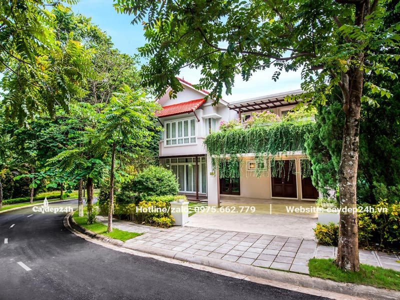 Cây bóng mát trồng xung quanh nhà biệt thự