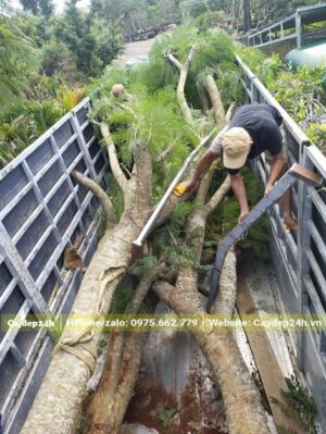 Công nhân đang xếp và cố định cây Phượng Tím trên thùng xe kéo