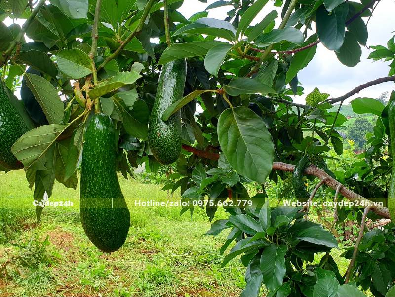 Vườn cây Bơ 34 sai trĩu quả