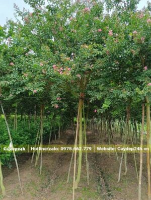 Những hàng Tường Vi đẹp cao 2,5m, tán lá xum xuê