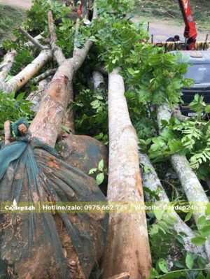 Lát Hoa cổ thụ thẳng đẹp, vanh khoảng 80