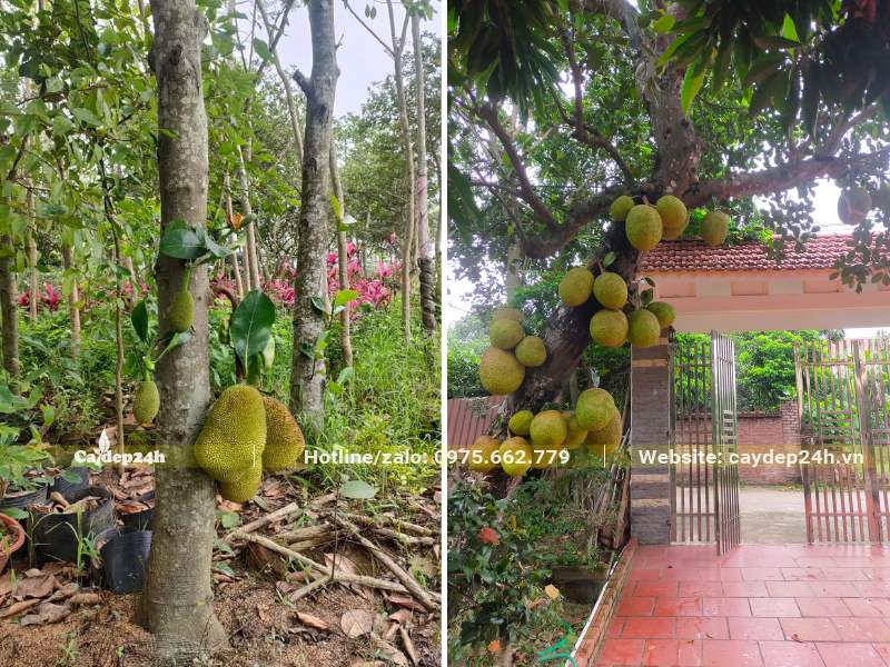 Trồng cây Mít trong sân vườn nhà
