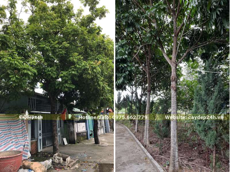 Hàng cây Sấu công trình lâu năm trồng trước nhà và trong sân vườn