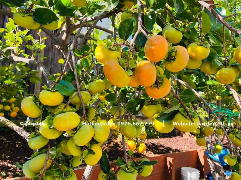 Cành Hồng Ngâm sai trĩu quả