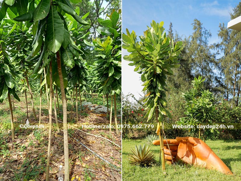 Cây Bàng Vuông mới lớn, đường kính gốc khoảng 3cm