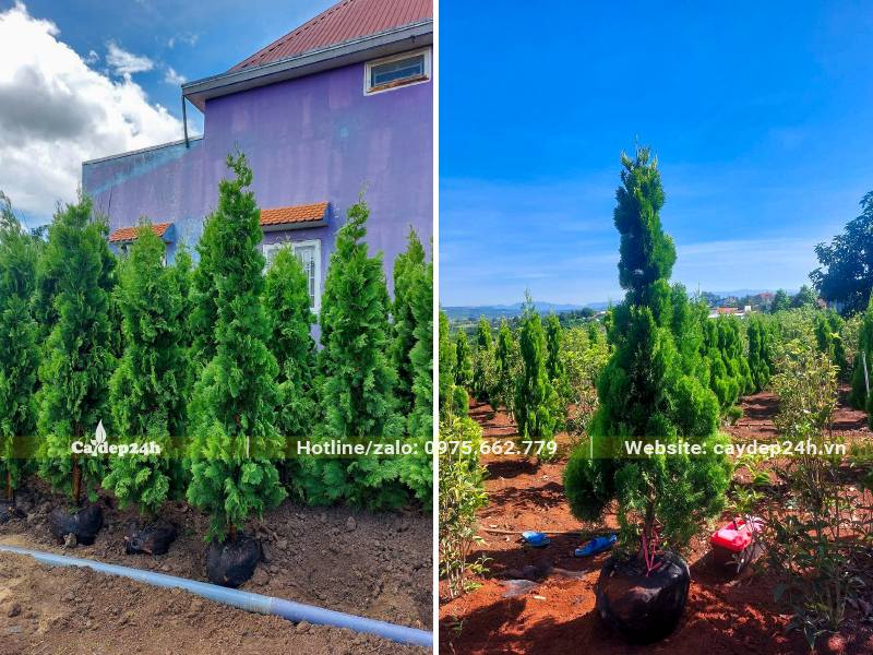 Hàng chục cây Trắc Bách Diệp mới bứng bầu, cao khoảng 2m
