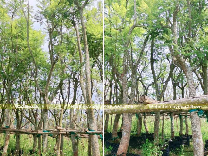 Phượng Tím lâu năm đã dâm ủ kỹ thích hợp để trồng sân trường