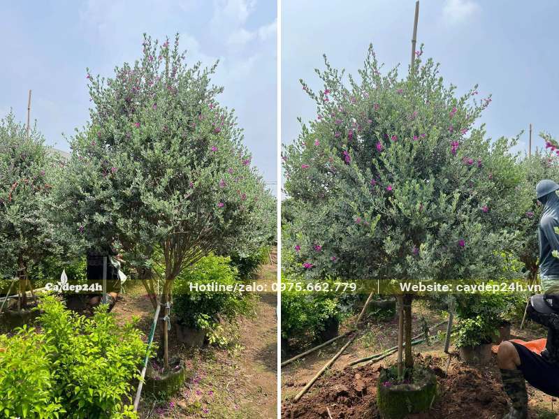 Vườn trồng cây Tuyết Sơn Phi Hồng cao 2m, tán tỉa đẹp
