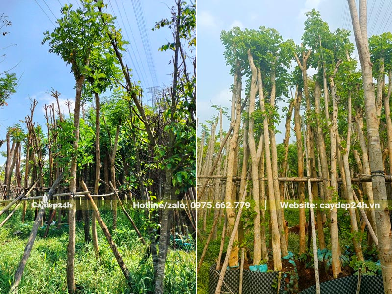 Vườn dưỡng ủ cây hoa Đỗ Mai đường kính gốc 5 - 10cm, cao gần 4m