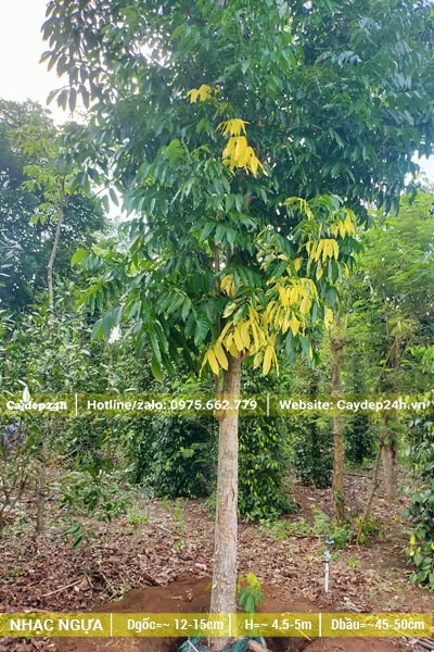 Bứng cây Dái Ngựa đường kính gốc 12cm đã dâm ủ nhiều năm