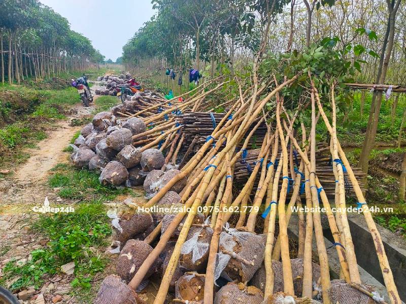 Bứng hàng trăm cây hoa Muồng Hoàng Yến đường kính gốc 5cm