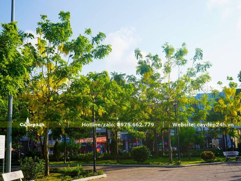 Hàng cây Muồng Hoàng Yến trồng lâu năm trên đường phố đang ra hoa