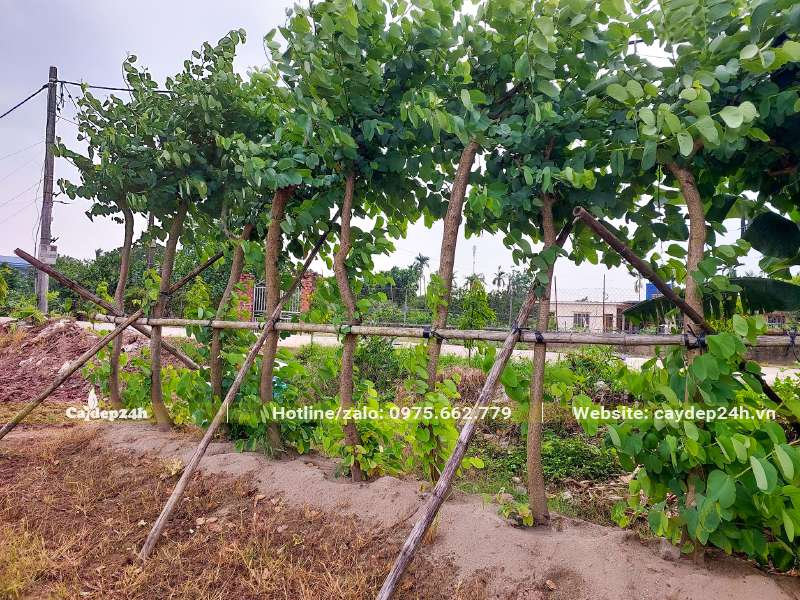 Hàng cây hoa Ban Tím đường kính gốc 8 - 12cm mới dâm ủ