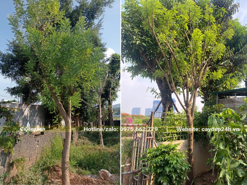 Cây hoa Hòe cao gần 4m trồng được 6 tháng