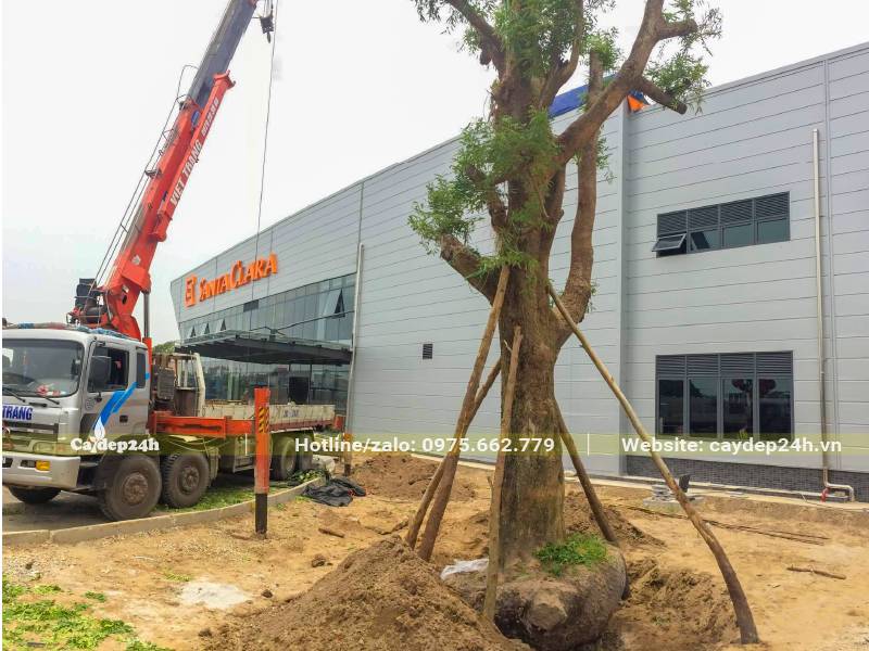 Trồng cây me cổ thụ đường kính gốc 40cm trong nhà máy